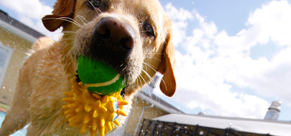 Dog at pool